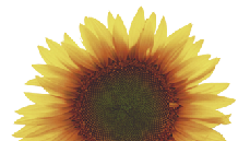 wp7d460069.png