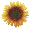 wp9840da29.png