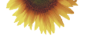 wpd49fe3a6.png